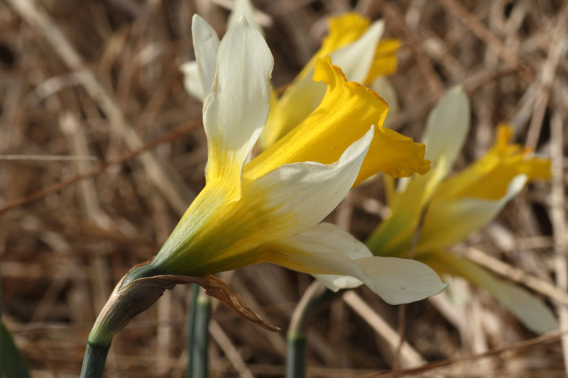 Narcissus pseudonarcissus / Narciso trombone